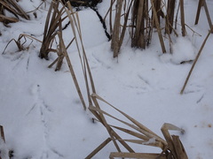 Botaurus lentiginosus