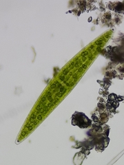 Closterium acerosum lanceolatum