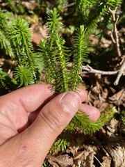 Huperzia lucidula image