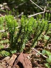 Huperzia lucidula image