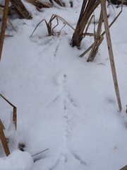 Botaurus lentiginosus