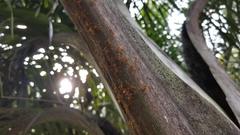 Oecophylla longinoda