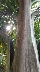 Oecophylla longinoda