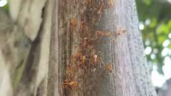 Oecophylla longinoda