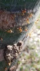 Oecophylla longinoda