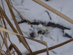 Botaurus lentiginosus