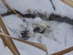 Botaurus lentiginosus