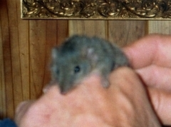 Antechinus stuartii
