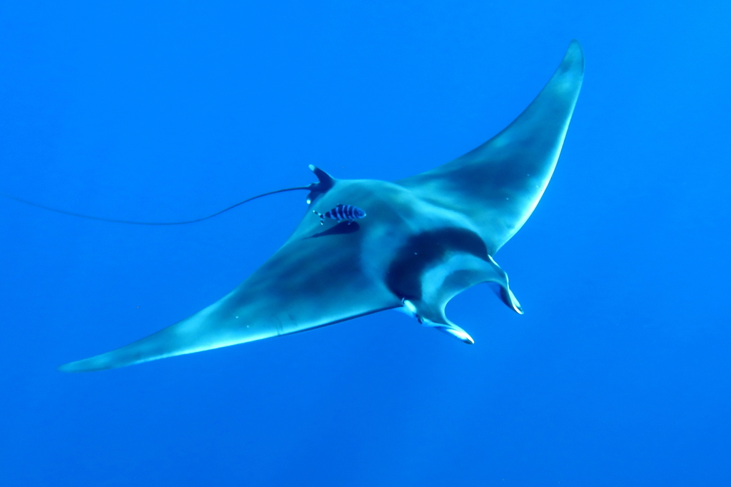 Spinetail Devil Ray in August 2023 by Xavier Rufray · iNaturalist