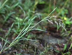 Muhlenbergia japonica