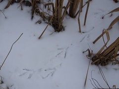 Botaurus lentiginosus