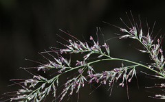 Muhlenbergia japonica