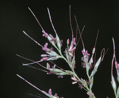 Muhlenbergia japonica