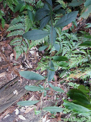 Decaneuropsis gratiosa