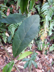 Decaneuropsis gratiosa