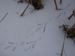 Botaurus lentiginosus