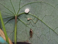 Meotipa spiniventris