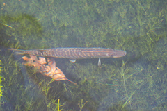 Esox