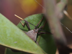 Pseudomictis obtusispinus