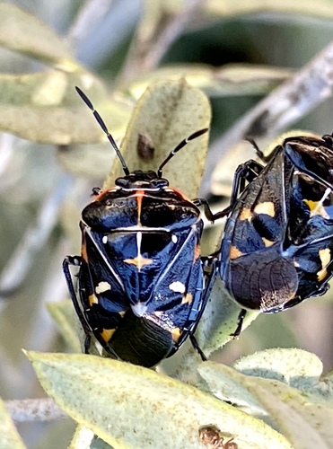 iNaturalist observation photo of Harlequin Bug