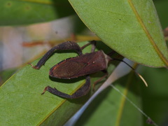 Pseudomictis obtusispinus