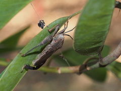 Pseudomictis obtusispinus