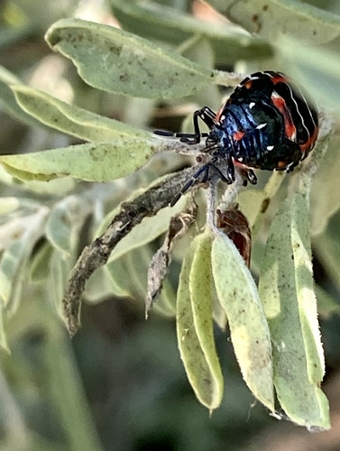 iNaturalist observation photo of Harlequin Bug