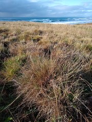 Deschampsia cespitosa holciformis