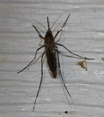 Aedes canadensis