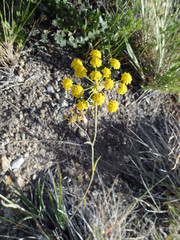 Bupleurum americanum
