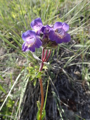 Penstemon gormanii