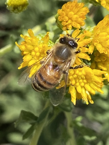 iNaturalist observation photo of Western Honey Bee