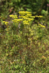 Patrinia scabiosifolia