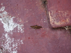 Nacoleia charesalis