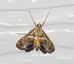 Margarosticha euprepialis