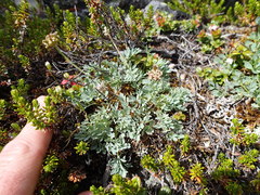 Podistera yukonensis