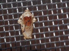 Homona spargotis