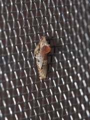 Homona spargotis