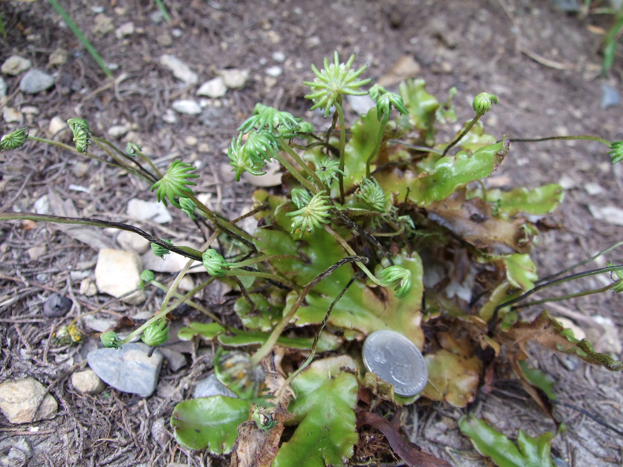 Marchantia berteroana image