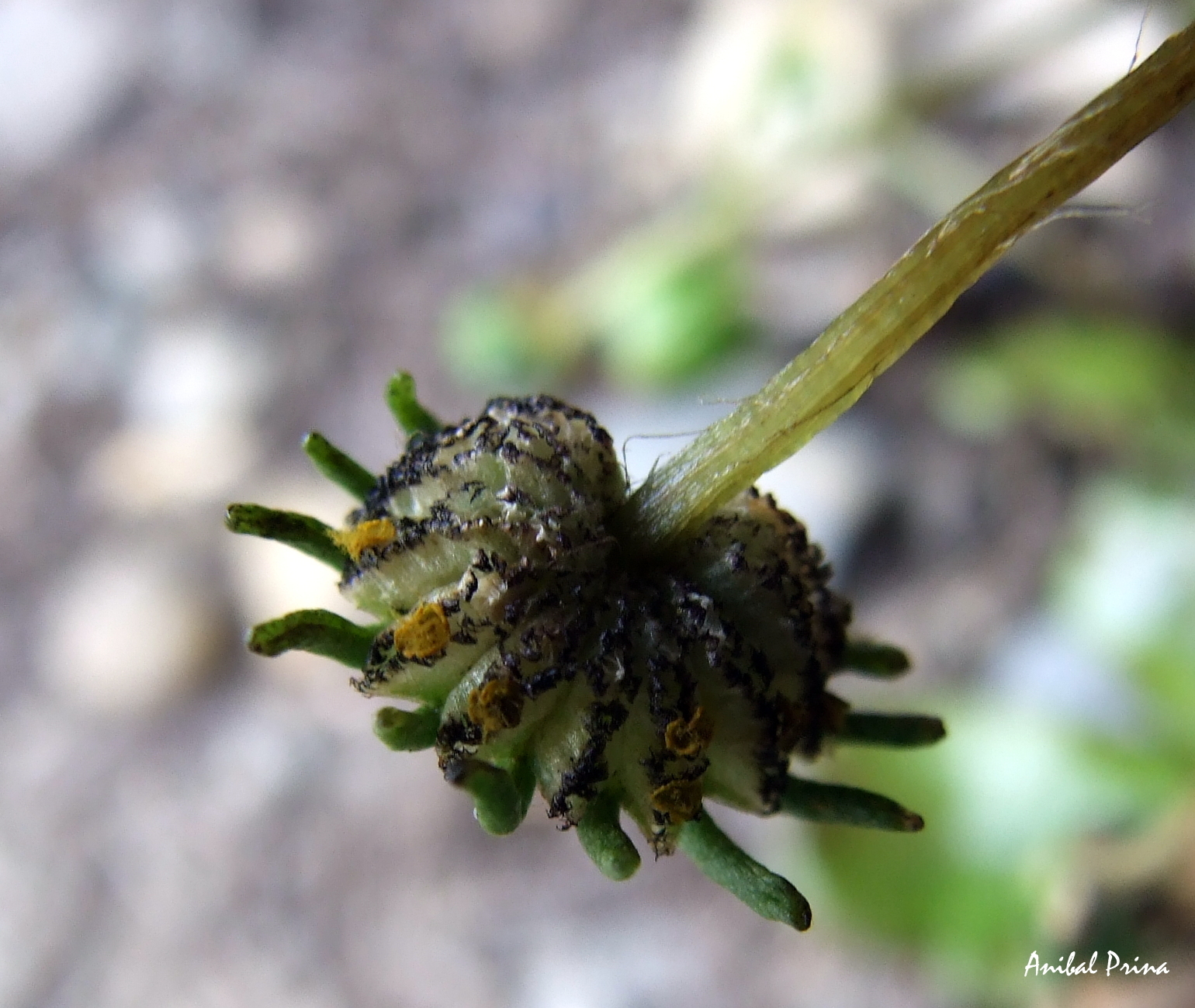 Marchantiaceae image