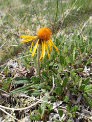 Tephroseris lindstroemii