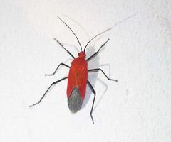 Leptocoris abdominalis