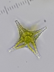 Desmidiaceae