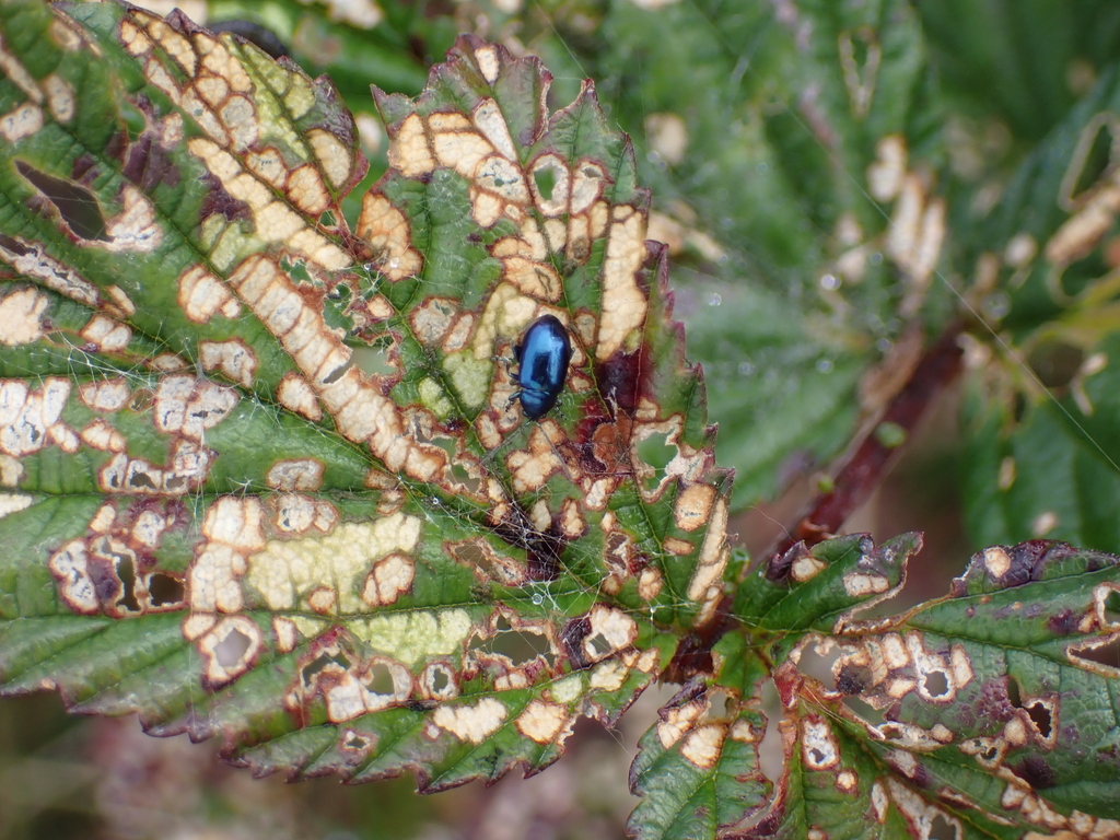 Altica engstroemi