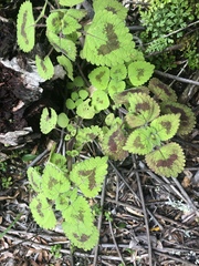 Coleus bojeri