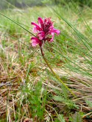 Pedicularis sudetica interior