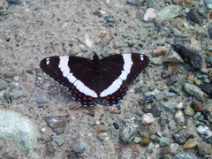 Limenitis arthemis rubrofasciata
