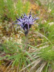 Saussurea angustifolia