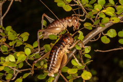 Hemiandrus pallitarsis