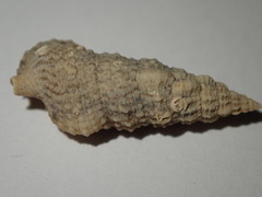 Cerithium eburneum
